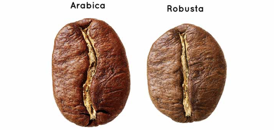 Arabica (left) and robusta (right) green coffee beans side by side