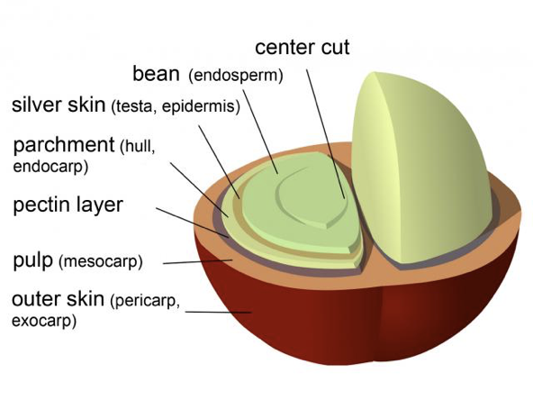 Cutaway diagram of a coffee cherry showing outer skin, pulp, mucilage, parchment, silver skin, and the bean inside