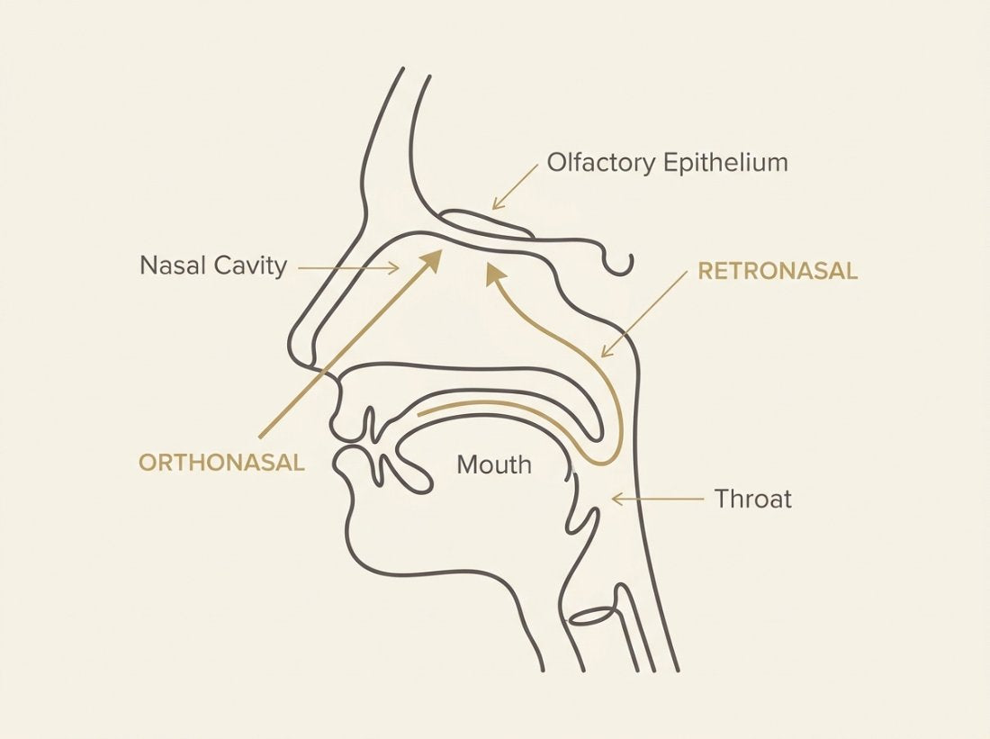 Cutaway illustration of the head showing the orthonasal and retronasal olfaction pathways